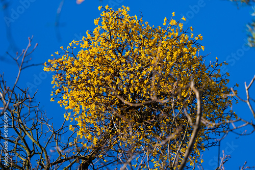 Close-up of a Viscum album plant on a branch with yellow berries. photo