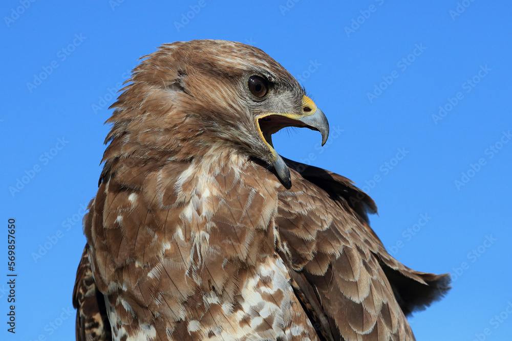 A portrait of a Common Buzzard against a blue sky calling out loud
A portrait of a Common Buzzard against a blue sky calling out loud