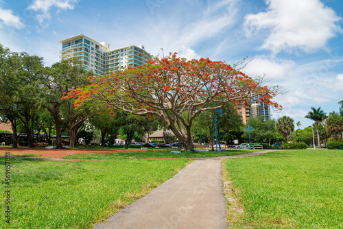 Concrete path heading to a flame tree near blue lamp posts in a park at Miami, Florida. Park with trees near the parking area at the back against the tall residential buildings and sky.
