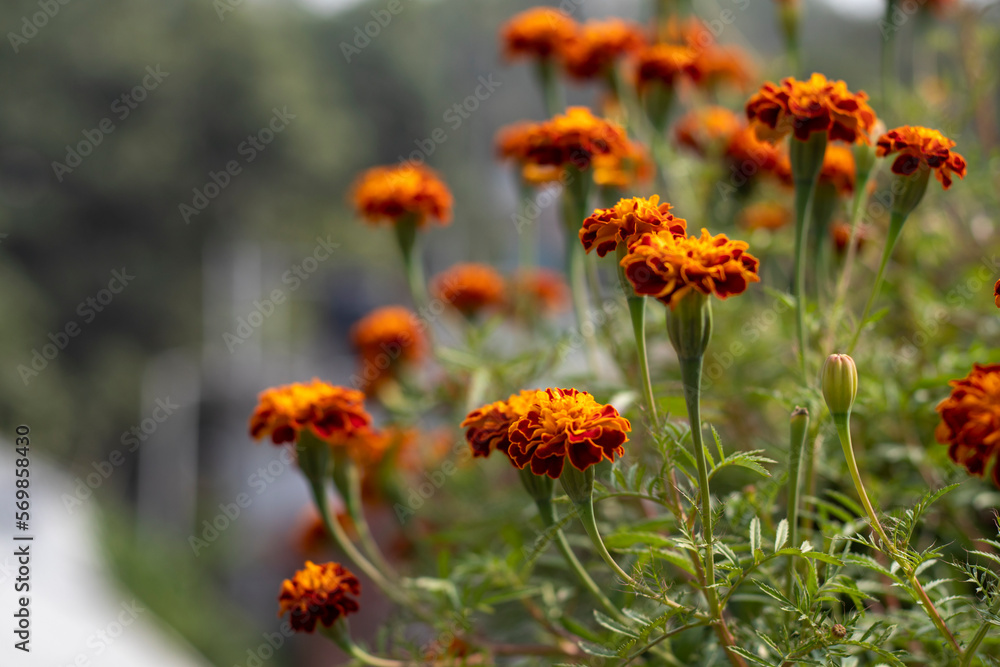 Marigold genda flower close up photo