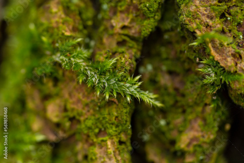 Green moss in the forest. Macro photography.