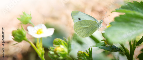 Butterfly flies over strawberry plant in grass in rays of sunlight.