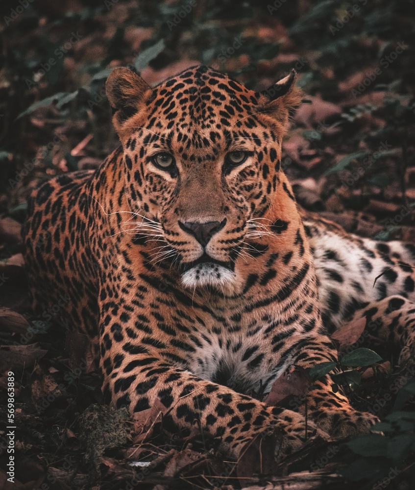 Obraz premium portrait of a leopard