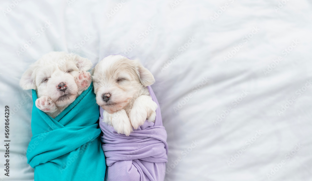 Two tiny Bichon Frise puppies wrapped like a babies sleep on a bed at home. Top down view. Empty space for text Two tiny Bichon Frise puppies wrapped like a babies sleep on a bed at home. Top down view. Empty space for text