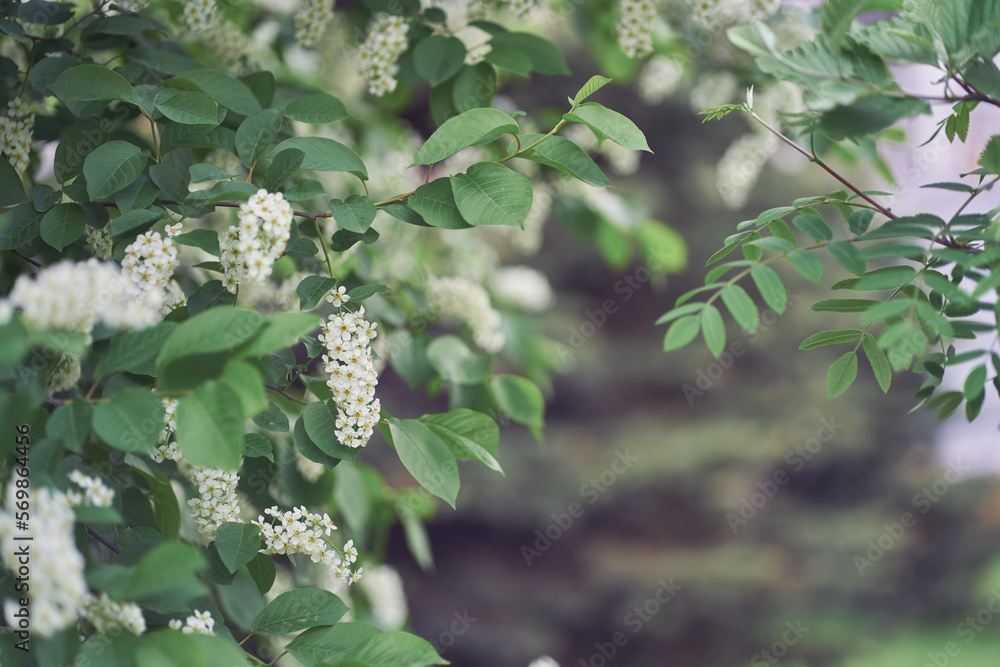 A flowering bush of white Bird cherry. Bright spring flowers. Trees in flowers. Close-up image of spring blooming, white flowers. High quality photo A flowering bush of white Bird cherry. Bright spring flowers. Trees in flowers. Close-up image of spring blooming, white flowers. High quality photo