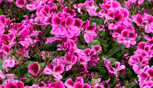 Bright pink flowers of royal geranium in flower pots in a greenhouse.