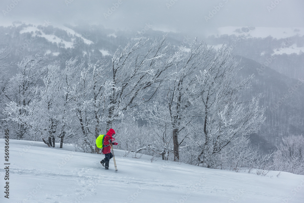 Hiker in mountainous area in winter, beautiful trees in hoarfrost during a snow storm.
