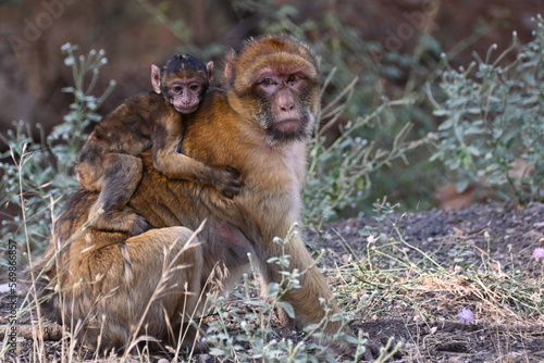 Bertuccia montagna del Marocco con piccolo sul dorso