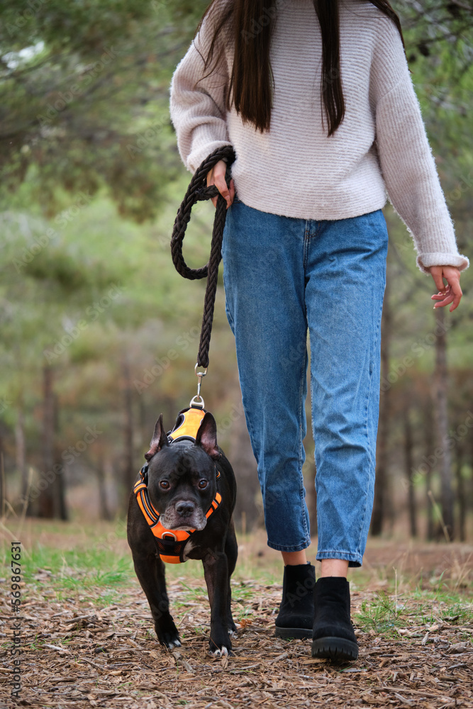 Unrecognizable woman training to stop her mixed breed black dog from leash pulling.