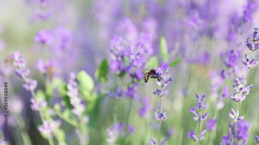 Bees Pollinating Over Lavender Flowers In Summertime. Selective Focus Shot Bees Pollinating Over Lavender Flowers In Summertime. Selective Focus Shot