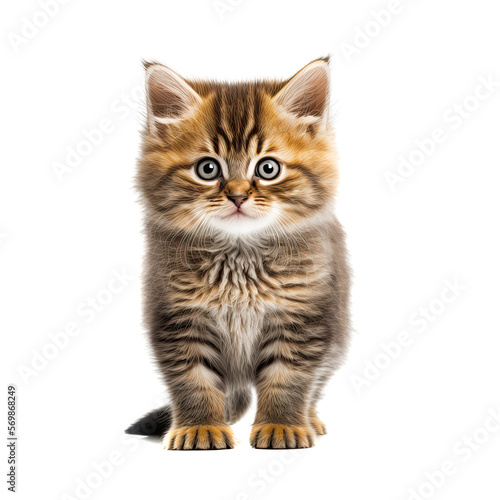 Funny brown kitten with beautiful big eyes posing on a white background. Lovely fluffy cat. Free space for text. Generative AI