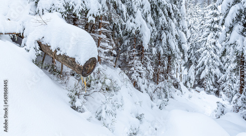 Snowy landscape in a mountain forest