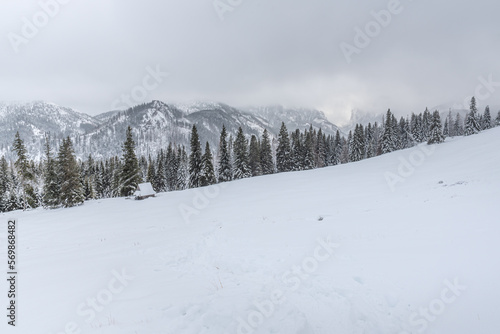 Snowy landscape in a mountain forest