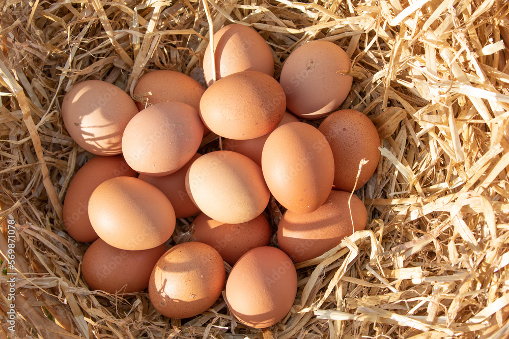 fresh eggs