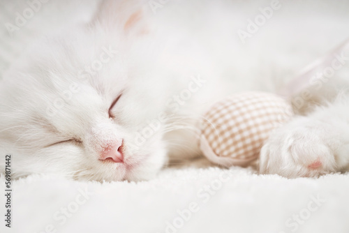 Happy Easter. Fluffy white kitten sleeps hugging an Easter egg. 