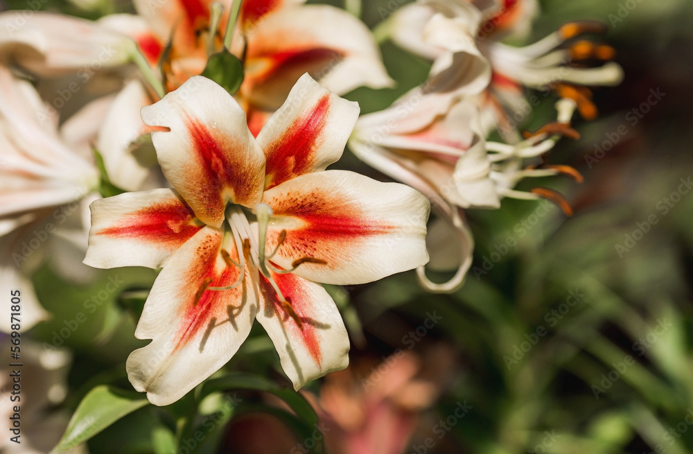 Beautiful bright, yellow, garden lily on a sunny day. Beautiful bright, yellow, garden lily on a sunny day.