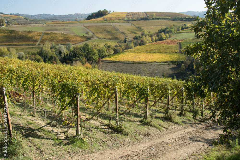 Autumn, view of the Italian Langhe.
View of hills with vines immersed in a autumn light. Piemonte, Langhe area.