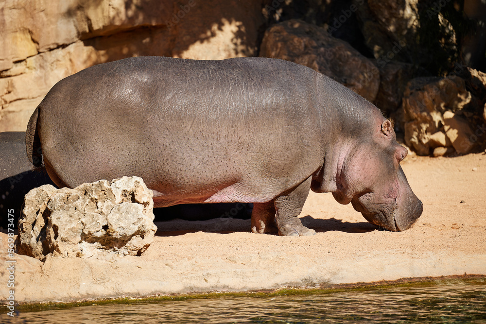 A large African hippopotamus basks in the sun A large African hippopotamus basks in the sun