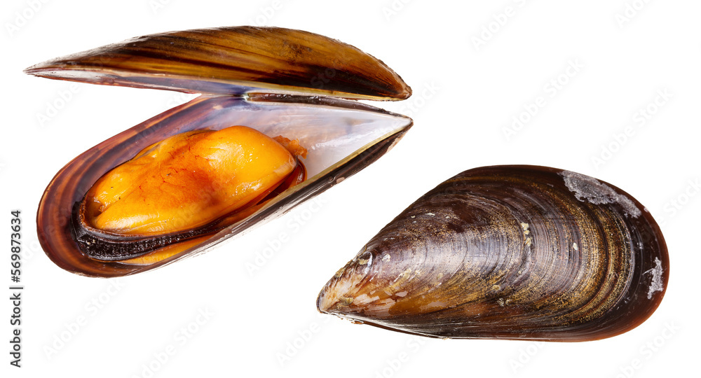Fresh and cooked mussel isolated Fresh and cooked mussel isolated