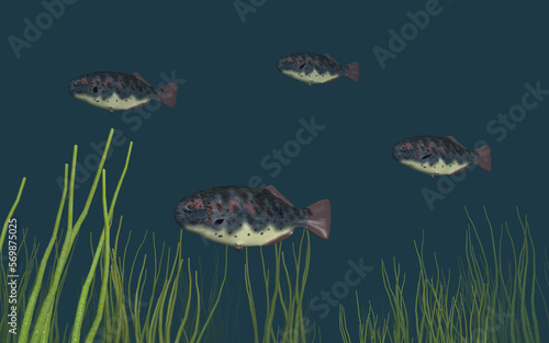 Fische und Unterwasserpflanzen