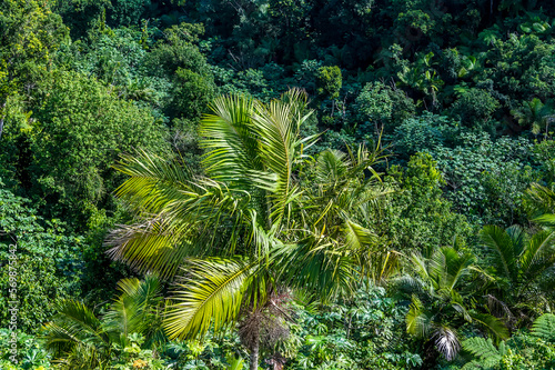 A view of coconut palms in the tropical rainforest in Puerto Rico on a bright sunny day