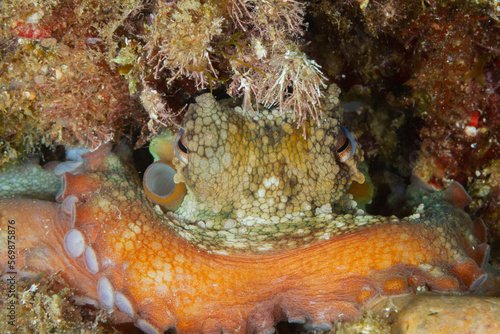 Octopus vulgaris - El pulpo y su camuflaje perfecto