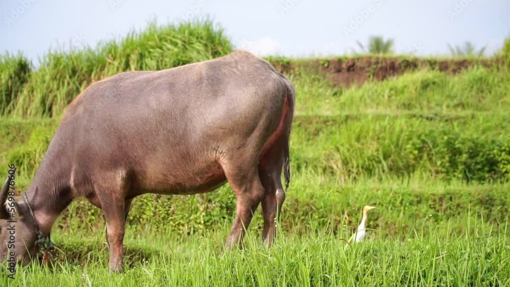 Close up shot of The buffalo is eating grass in the meadow