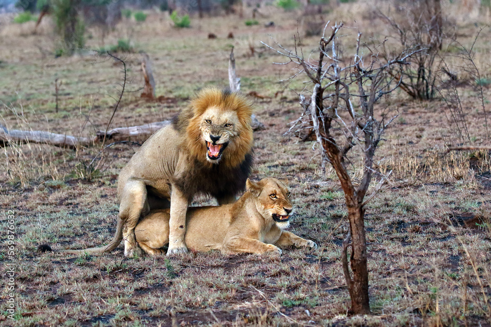 Mating lions (Panthera leo) on the plain in the grass. A large male lion courting his lioness. Dramatic scenes from an African safari. Mating lions (Panthera leo) on the plain in the grass. A large male lion courting his lioness. Dramatic scenes from an African safari.