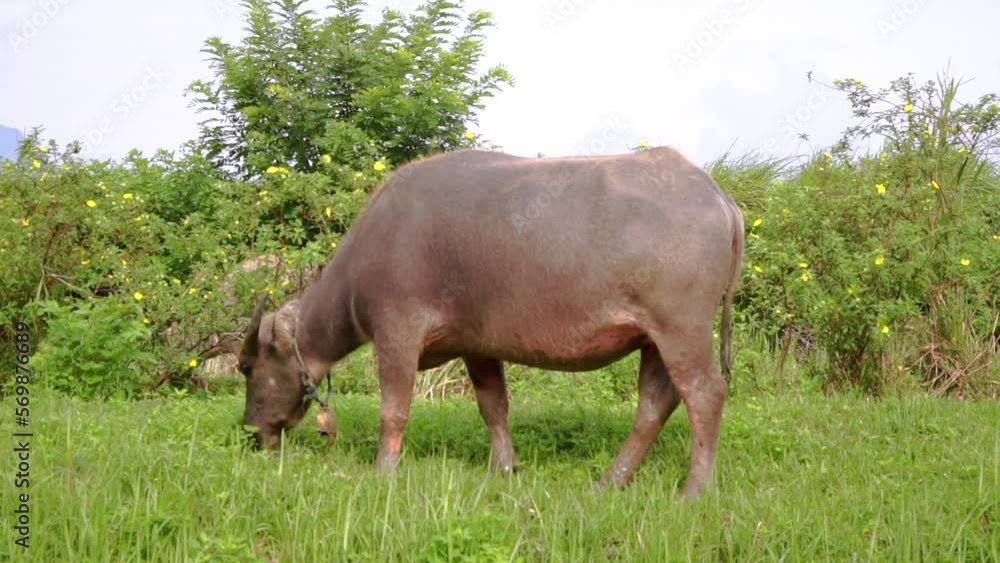 Buffaloes are herded in the meadow Buffaloes are herded in the meadow