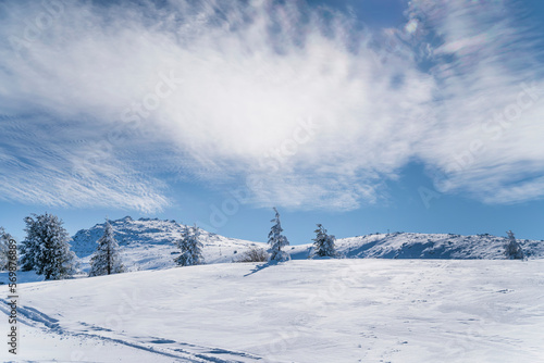 Beautiful Winter Landscape with Pine Trees Covered with Snow . Vitosha Mountain ,Bulgaria  © boryanam