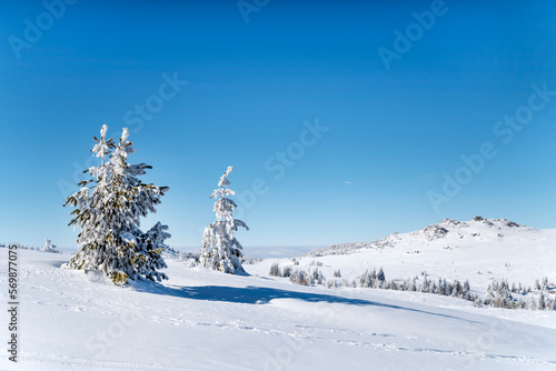 Beautiful Winter Landscape with Pine Trees Covered with Snow . Vitosha Mountain ,Bulgaria  © boryanam
