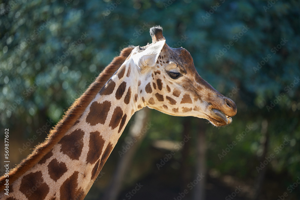 Head of a giraffe close-up against the trees Head of a giraffe close-up against the trees
