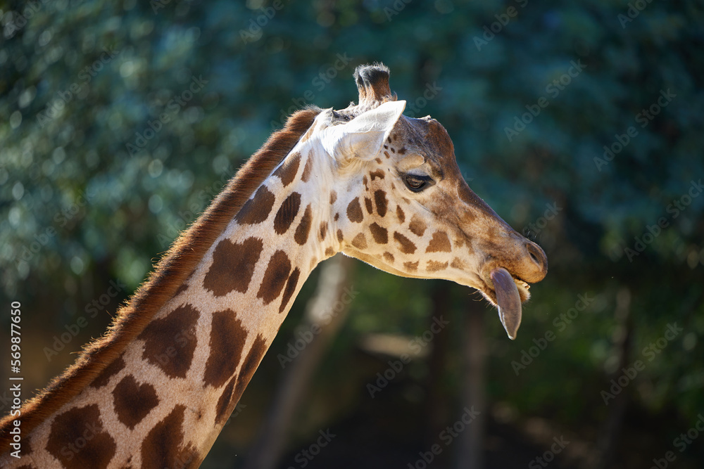 Head of a giraffe close-up against the trees Head of a giraffe close-up against the trees