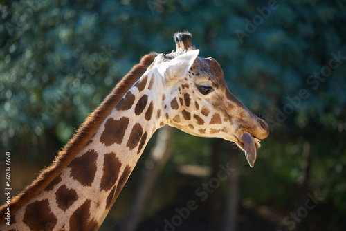 Head of a giraffe close-up against the trees