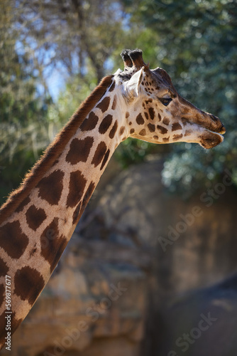 Head of a giraffe close-up against the rocks and trees © Anna Baranova