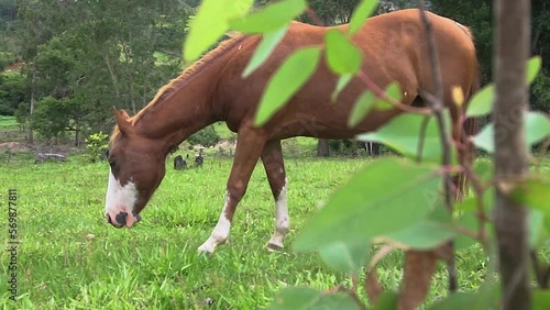 A horse in open field eating grassu during the summer in brazil. Brazilian farms are always full of working animals that can help humans in tasks related to agriculture. photo