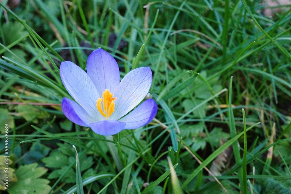 Krokus Blume in Lila im Frühling Krokus Blume in Lila im Frühling