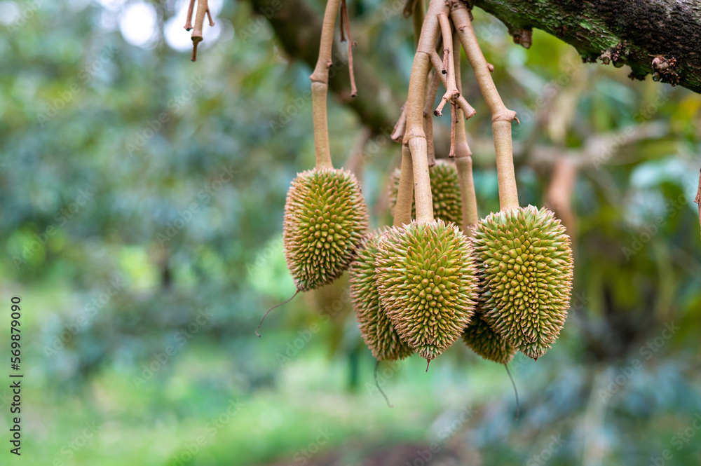Fresh small durian on tree in Chanthaburi, Thailand, king of fruit in Thai, product quality for export, small durians waiting to be planted until they are ready to be harvested Fresh small durian on tree in Chanthaburi, Thailand, king of fruit in Thai, product quality for export, small durians waiting to be planted until they are ready to be harvested