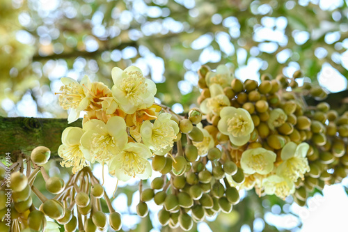 Group bud durian flowers blooming on the branches on tree in the garden, durian fruit grown from small to large, the best product quality in Thailand for export, king of fruit in Thai, bottom view 