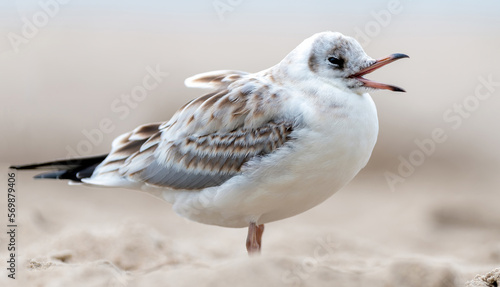 Fototapeta Naklejka Na Ścianę i Meble -  Seagull on the beach of the Baltic Sea