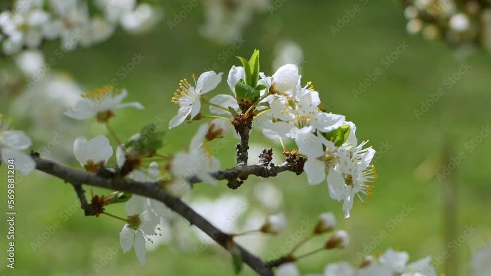 White flowers on a tree in spring. Cherry blossoms. White flowers on a tree in spring. Cherry blossoms.