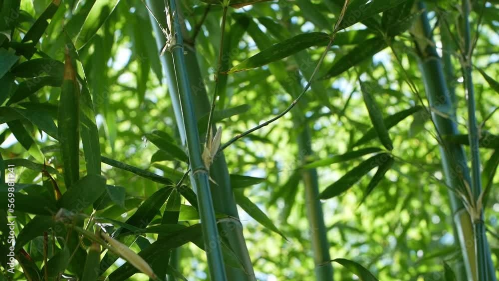 Bamboo in the sunlight. A thicket of bamboo.
Bamboo in the sunlight. A thicket of bamboo.