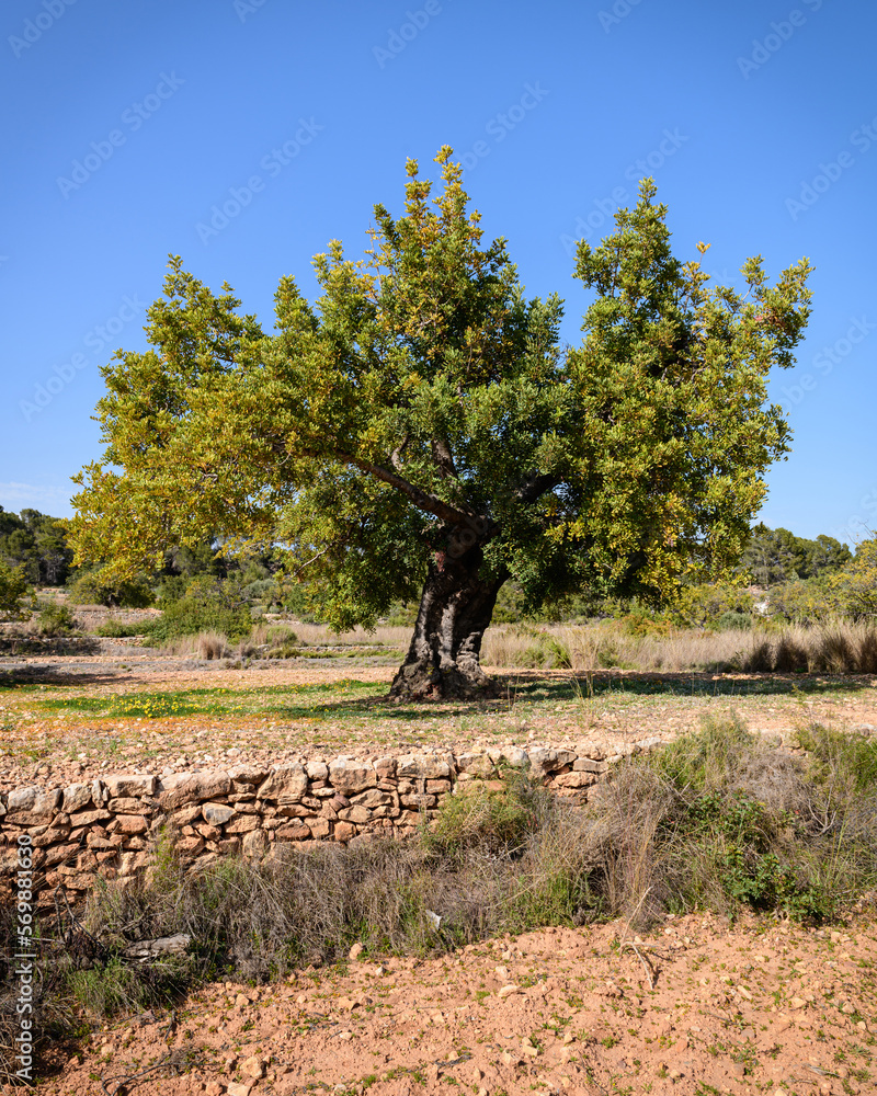 Fototapeta premium VISTA DE UN ALGARROBO (Ceratonia Siliqua)