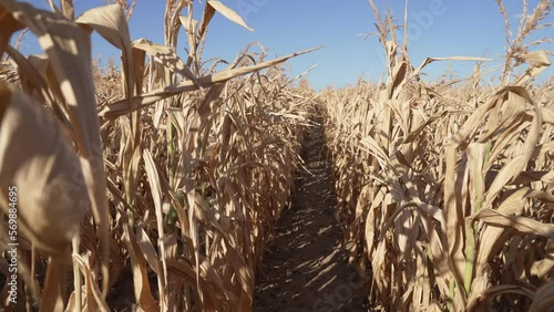crop failure, Corn plants, dry summer 2022, Germany