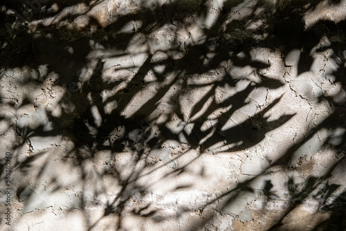 Transparent shadow of tropical leaves. The morning sun illuminates the room, the shadows are superimposed on the background. Abstract gray drop shadow background on white wall