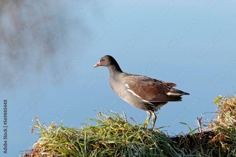 Obraz premium poule d'eau