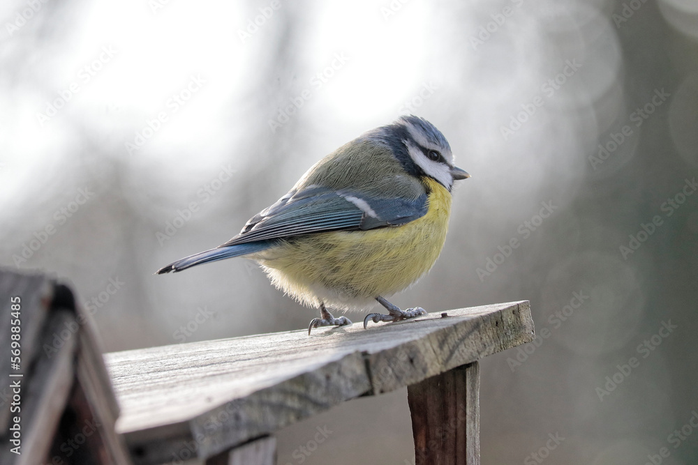 Fototapeta premium mésange bleue