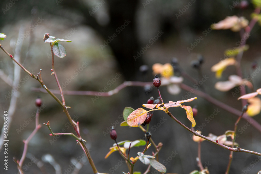 Wild rose or rose hip in winter with almost all its leaves and fruits already fallen. pink pouzinii Wild rose or rose hip in winter with almost all its leaves and fruits already fallen. pink pouzinii