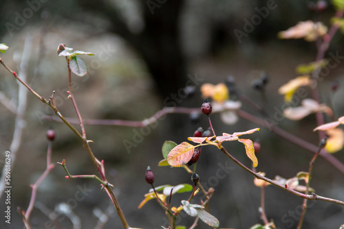 Wild rose or rose hip in winter with almost all its leaves and fruits already fallen. pink pouzinii