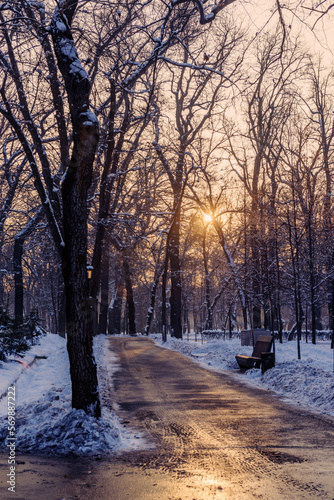 sunset in the park in winter